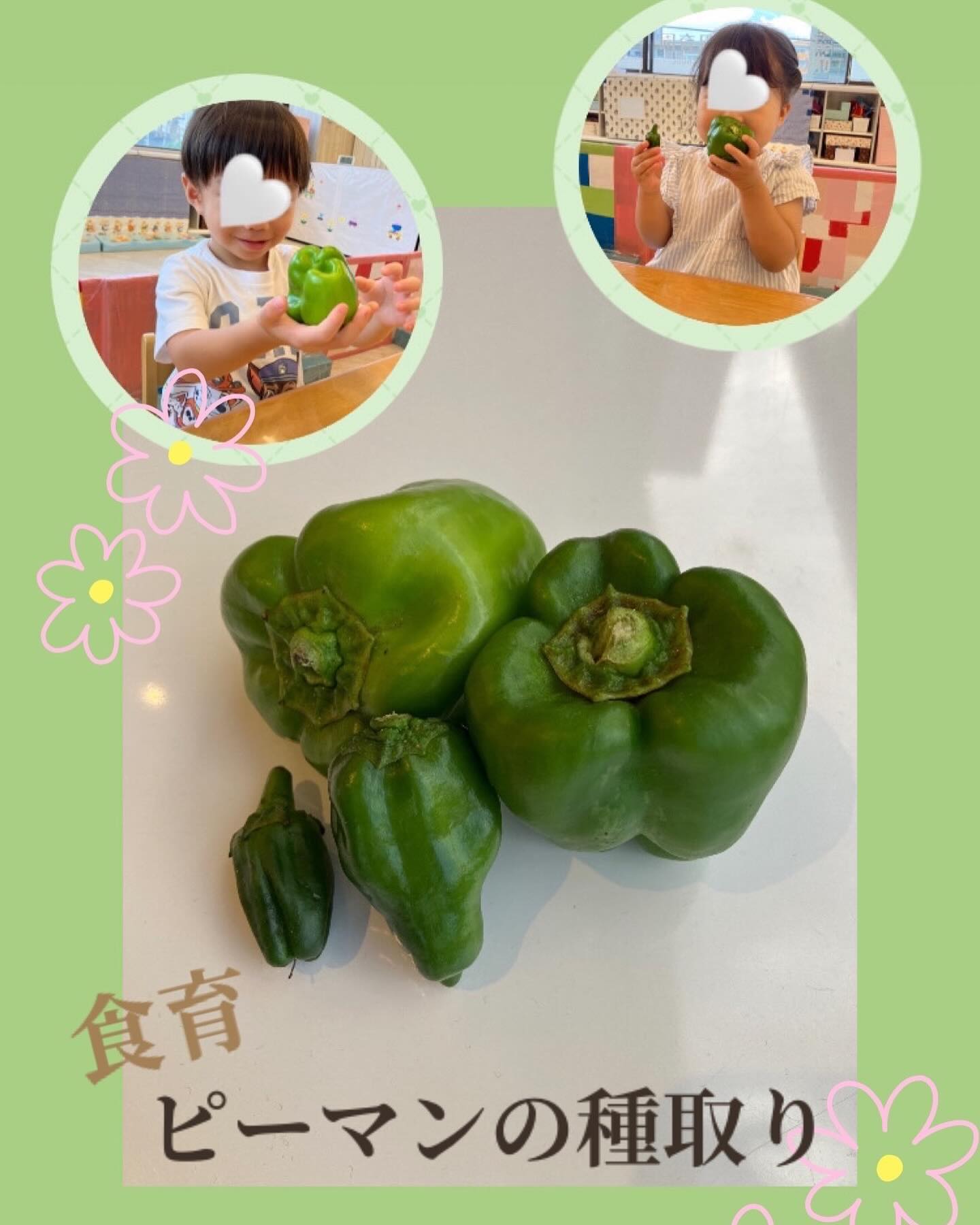 🫑食育　ピーマン🫑8月の食育でピーマンに触れました2歳児クラスのお友だちはピーマンの種取りにチャレンジ️ぎゅっと詰まった種に驚いている姿も見られましたが、指先を使って上手に取ることができましたよ出来上がったピーマンは、15時のおやつで美味しくいただきました#食育　#ピーマン　#食育活動　#0歳児　#1歳児　#2歳児　#茨木市
