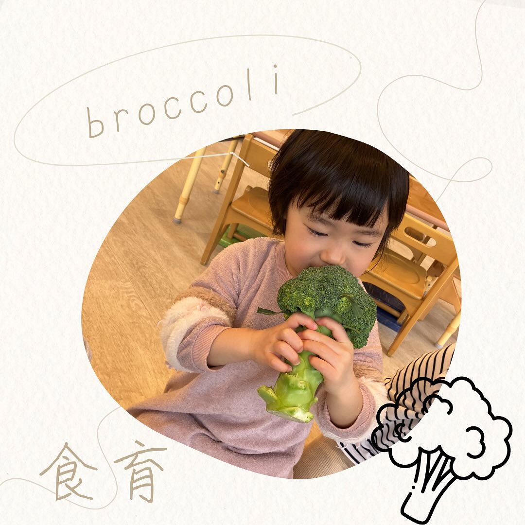 🥦食育🥦　2月の食育は、ブロッコリーでした🥦　初めての葉付きブロッコリーに興味津々な子どもたち🧒「どこにブロッコリーあるんだろう？」葉っぱの中をのぞいたり、ブロッコリーを撫でて楽しむことができました　2歳児クラスは、みんなでブロッコリーをいつも食べる大きさに、頑張って手で小さくしてくれましたよ#ブロッコリー #食育 #茨木市 #企業主導型保育園 #spオーク保育園 #012歳の保育園
